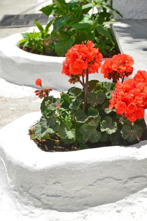 Blue Sky Aparthotel Naxos City Bilik gambar